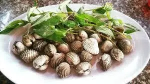 Hình ảnh Sò huyết lacot