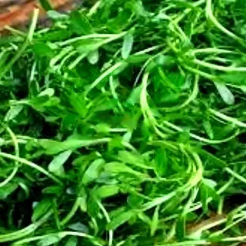 Hình ảnh Rau Đắng Thêm