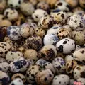 Hình ảnh Trứng cút luộc - 10 trứng
