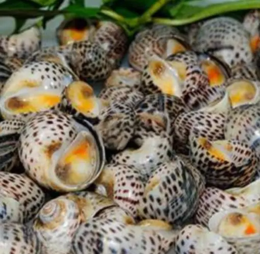 Hình ảnh Ốc bông bơ tỏi
