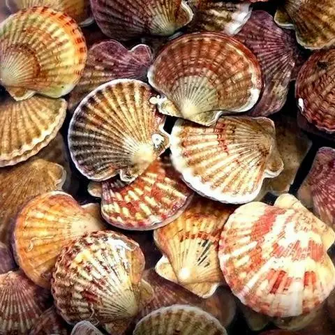 Hình ảnh Sò điệp phô mai