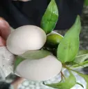 Hình ảnh Hột gà vữa luộc sản