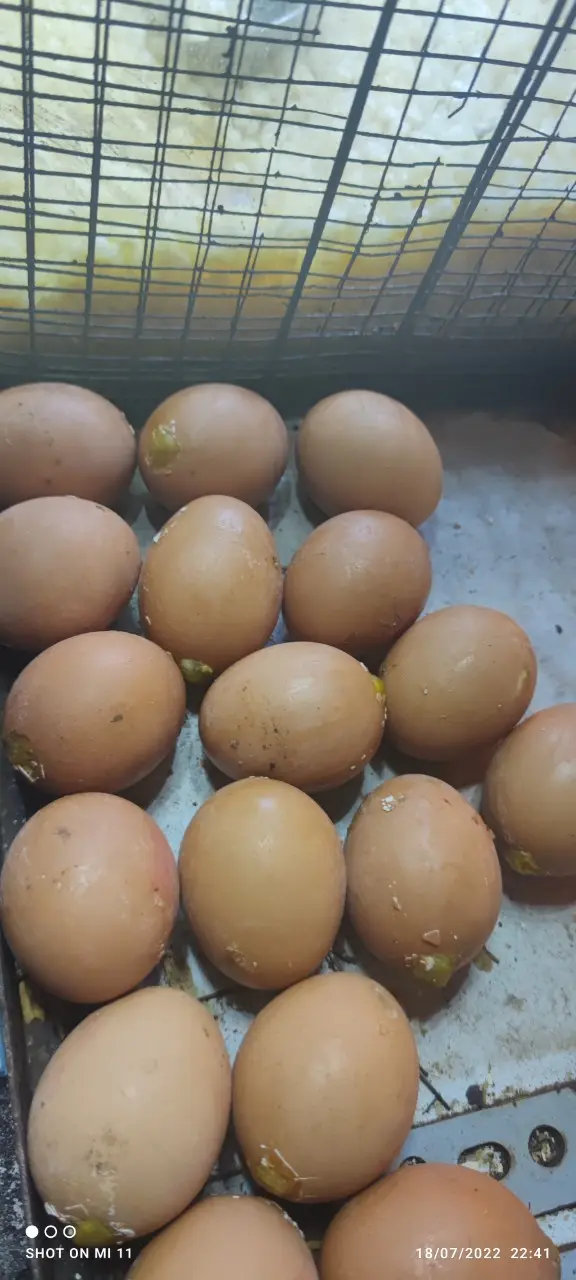 Hình ảnh Trứng gà nướng