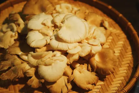 Hình ảnh Nấm bào ngư