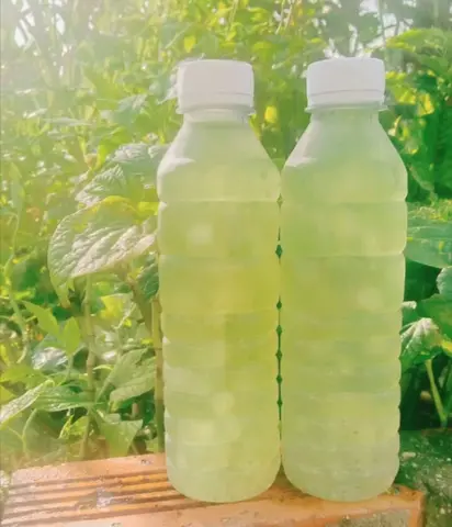 Hình ảnh Nha đam đường phèn hạt chia