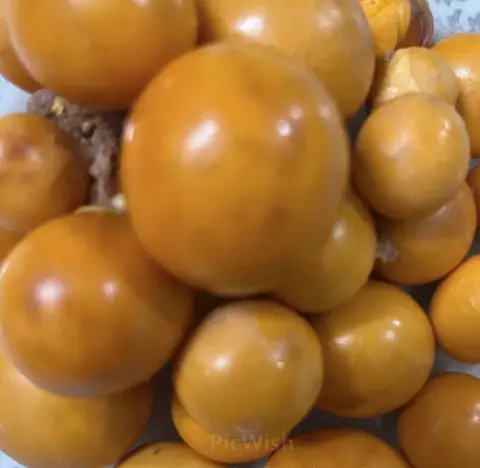 Hình ảnh Trứng non thêm 