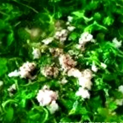 Hình ảnh Canh xà lách xoong