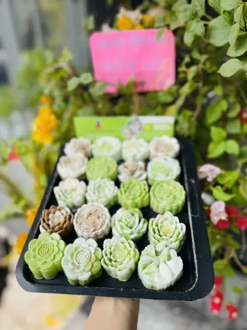 Hình ảnh Rau câu hoa lài
