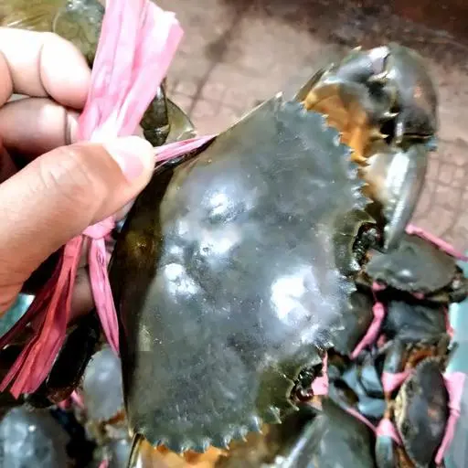 Hình ảnh Cua ngộp