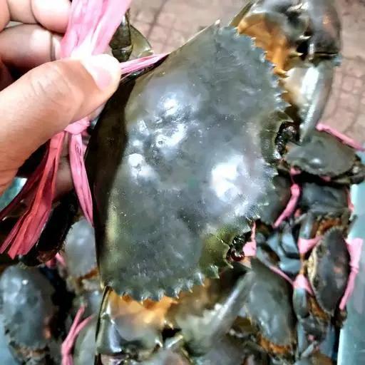 Hình ảnh Cua thịt vừa 1 con  