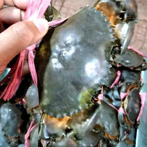 Hình ảnh Cua thịt vừa 2 con sóng